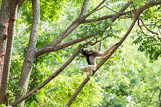白色,长臂猿,可爱,猴子,拿着,悬挂,树上