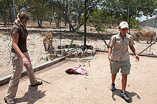 进食,狮子,濒危物种,中心,禁猎区,南非