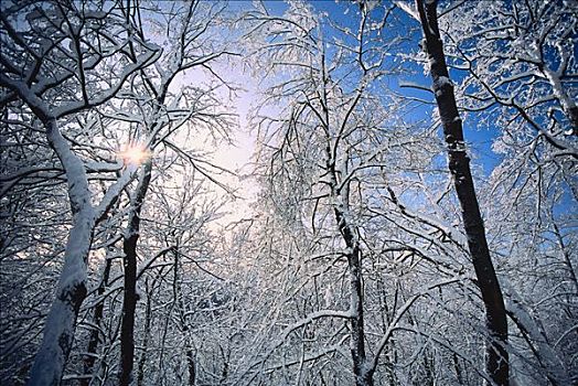 树,溪谷,暴风雪,多伦多,安大略省,加拿大