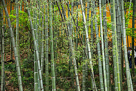 杭州灵隐寺院的竹林
