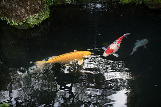 水池里的两条鲤鱼,金鲤鱼与花色鲤鱼
