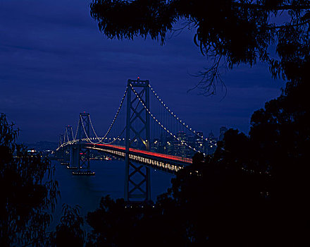 海湾大桥,西部,旧金山,加利福尼亚,夜景,树