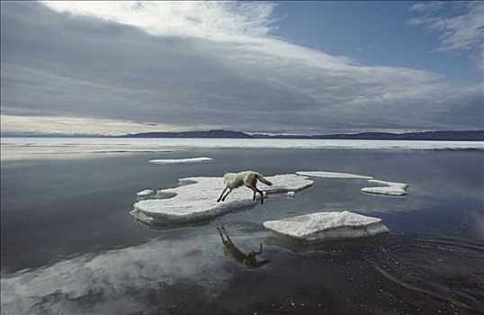 北极狼,狼,跳跃,浮冰,艾利斯摩尔岛,加拿大