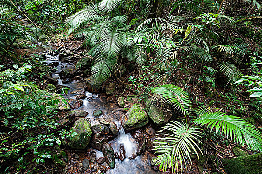 溪流,雨林,国家公园,北方,昆士兰,澳大利亚