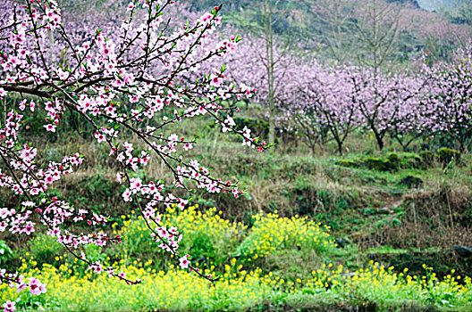 桃花景色