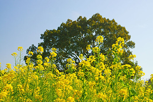 芥末,花圃