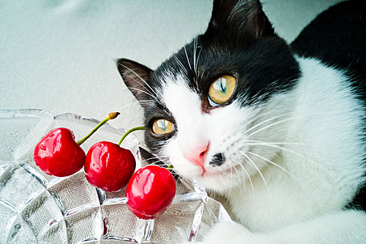 在思考的小猫和三只美味的樱桃