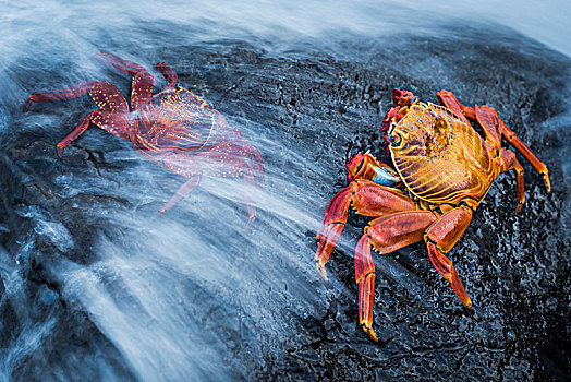 两个,螃蟹,方蟹,溅,波浪,加拉帕戈斯群岛,厄瓜多尔