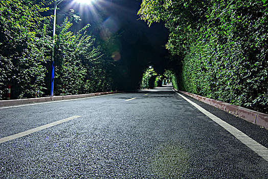 林荫道夜景道路特写