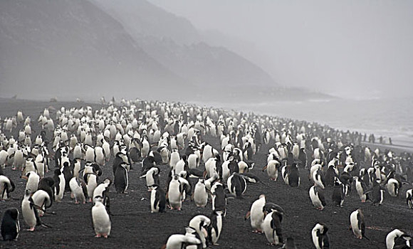帽带企鹅,阿德利企鹅属,海滩,欺骗岛,南极