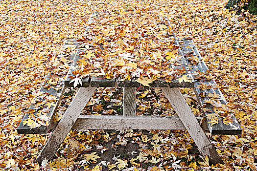 野餐桌,遮盖,秋叶