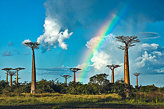 猴面包树,彩虹,穆龙达瓦,马达加斯加