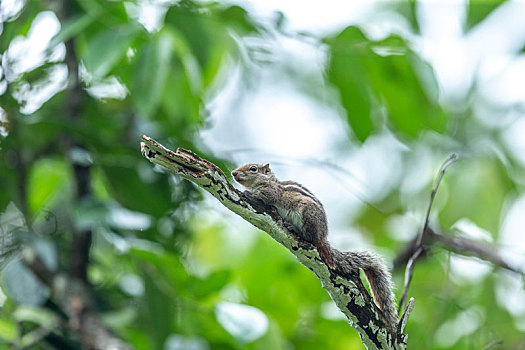 攀爬在树枝上觅食的花栗鼠