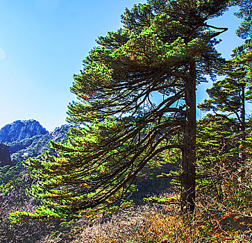 黄山松,黄山风光