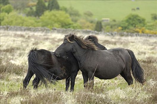 达特姆尔高原,小马,国家公园,德文郡,英格兰