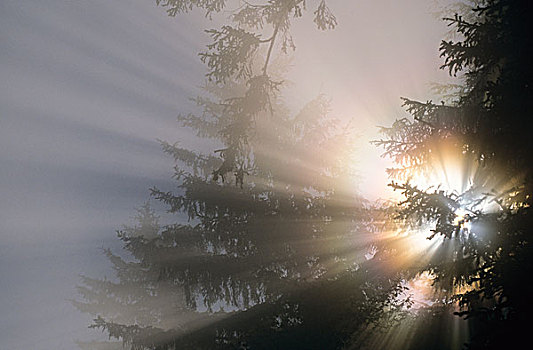 太阳,雾,树林,俄勒冈,美国