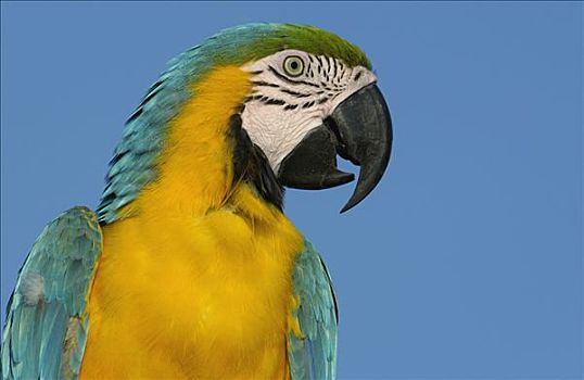 蓝黄金刚鹦鹉,黄蓝金刚鹦鹉,肖像,亚马逊雨林,南美