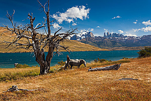 智利,麦哲伦省,区域,托雷德裴恩国家公园,泻湖,风景,马