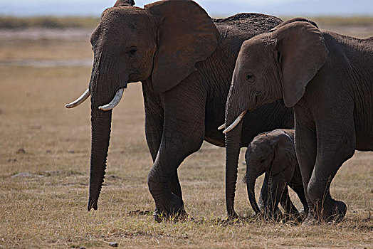 非洲大象075