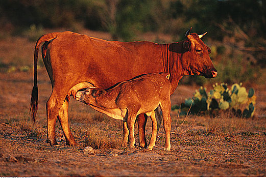 幼兽,吸吮,母牛,瑞欧格兰山谷,德克萨斯
