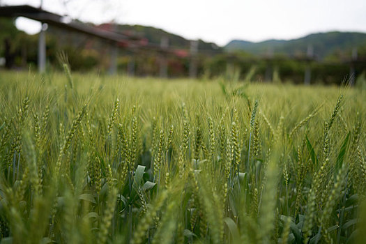 春节后广州从化民宿的小麦成长了