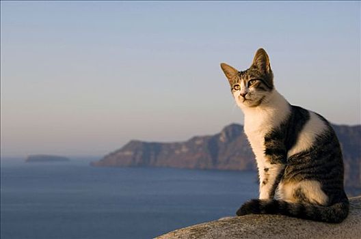 猫,正面,锡拉岛,基克拉迪群岛,爱琴海,希腊