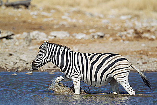白氏斑马,马,斑马,水潭,埃托沙国家公园,纳米比亚,非洲