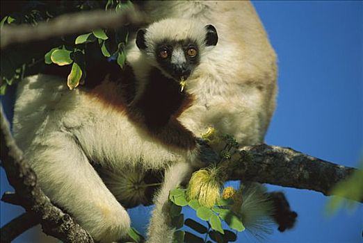 马达加斯加狐猴,普通,混合,落叶植物,常绿植物,树林,马达加斯加