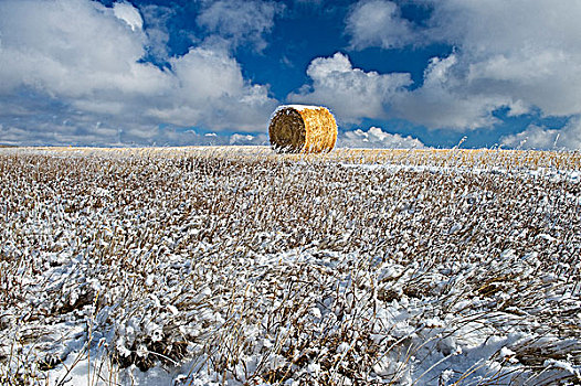 小麦,稻草,天空,云,靠近,萨斯喀彻温,加拿大