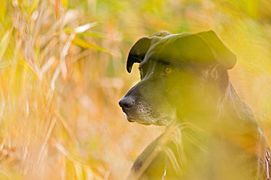 黑色拉布拉多犬,高草,波特兰,俄勒冈,美国