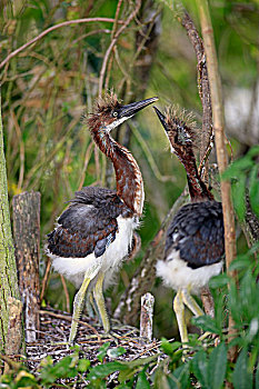 苍鹭,两个,幼禽,站立,窝,佛罗里达,美国