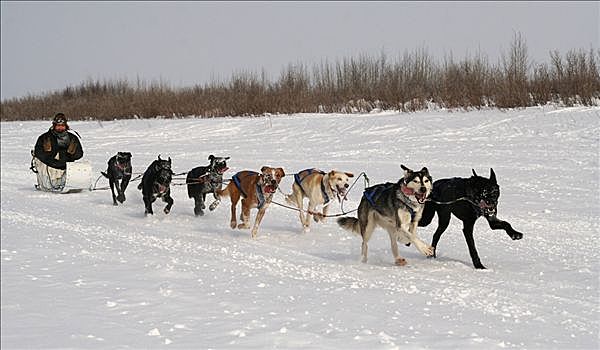 因纽特人,狗拉雪橇,狗,雪橇,比赛,冰,传统,加拿大西北地区,加拿大,北美