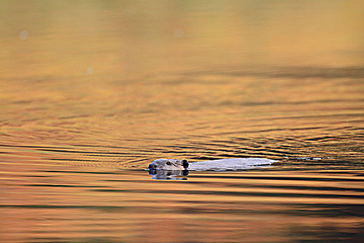 美洲海狸,美洲河狸,游泳,水塘,冰川国家公园,蒙大拿