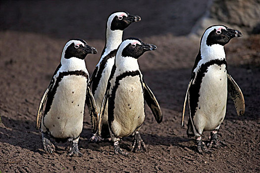 企鹅,非洲企鹅,黑脚企鹅,海滩,石头,湾,西海角,南非,非洲