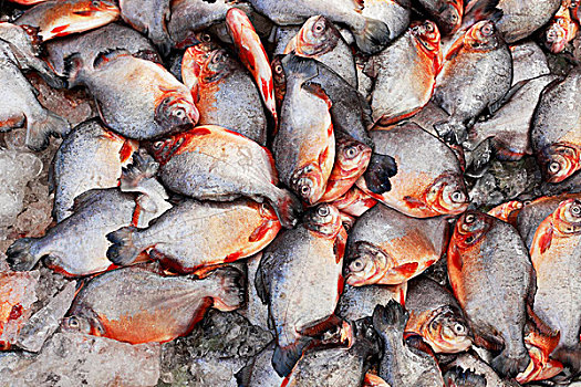 鱼,出售,街道,收获,柬埔寨