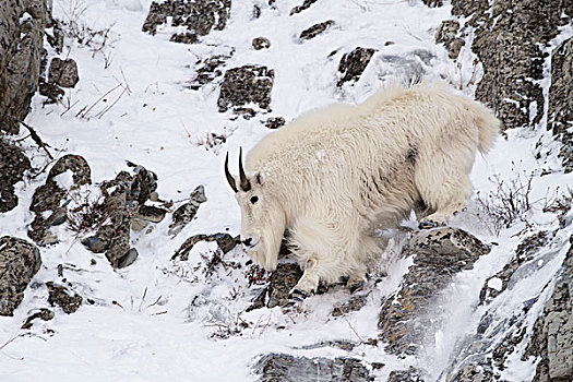 石山羊,雪羊,悬崖,冰川国家公园,蒙大拿