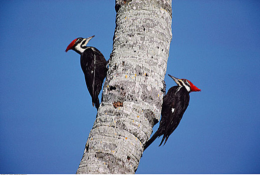 啄木鸟,国家野生动植物保护区,萨尼伯尔岛,佛罗里达,美国