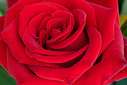 美,红玫瑰
