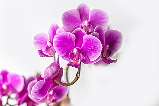 蘭花蝴蝶蘭
