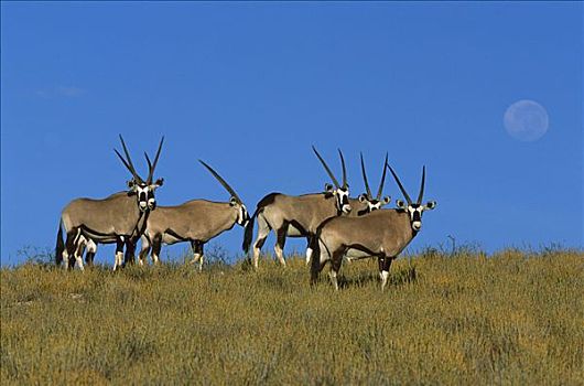 南非大羚羊,羚羊,群,热带草原,卡拉哈里沙漠,南非