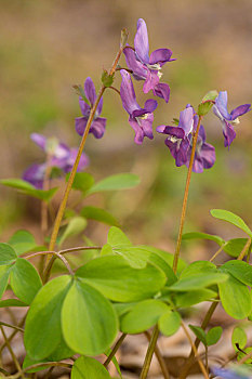 成串的蓝色紫色野花,延胡索