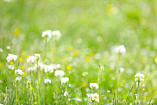 草地上的小雏菊