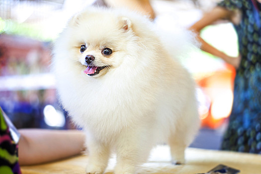 博美狗图片_博美狗图片大全_博美狗图片素材