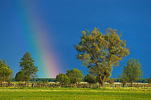 彩虹,上方,柳树,国家公园,波兰,欧洲