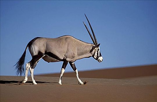 南非大羚羊,索苏维来地区,纳米比亚