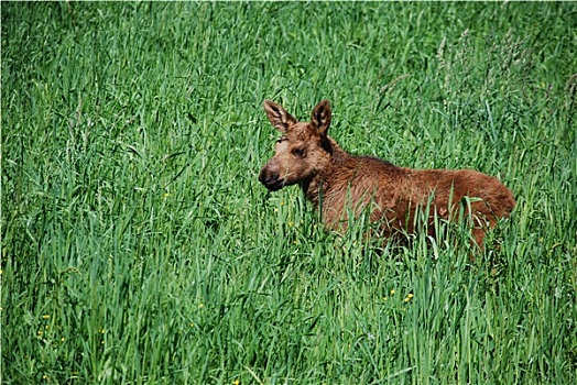 麋鹿,幼兽,夏日草地,瑞典,野生动物