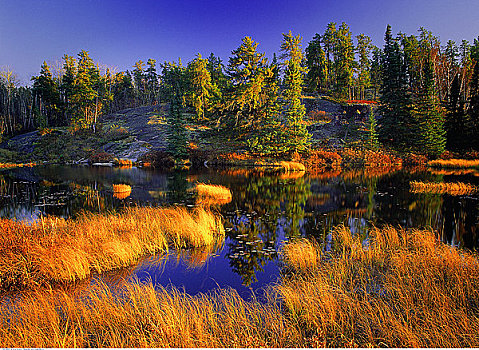 树,湖,怀特雪尔省立公园,曼尼托巴,加拿大
