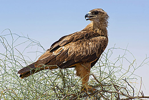 西伯利亚草原鹰,猛禽,拉贾斯坦邦,印度
