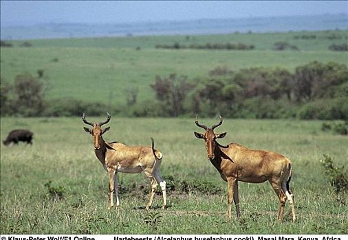 哺乳动物,马赛马拉,肯尼亚,非洲,羚羊,动物