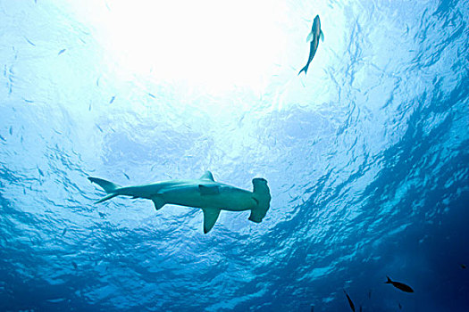 厄瓜多尔,加拉帕戈斯群岛,国家公园,圆齿状,槌头双髻鲨,路氏双髻鲨